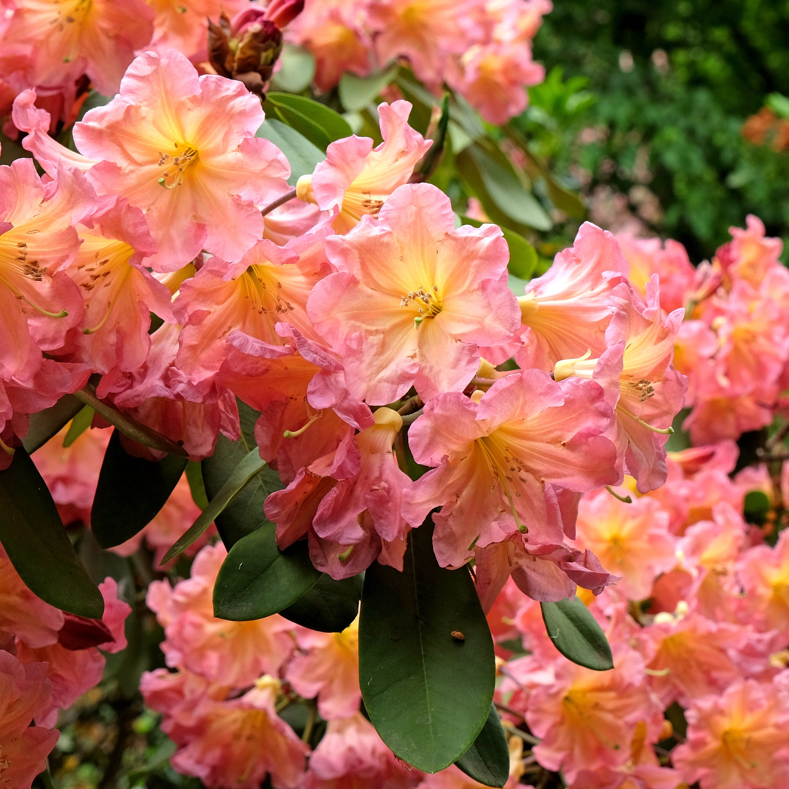 rhododendron Back Choir with pink flowers