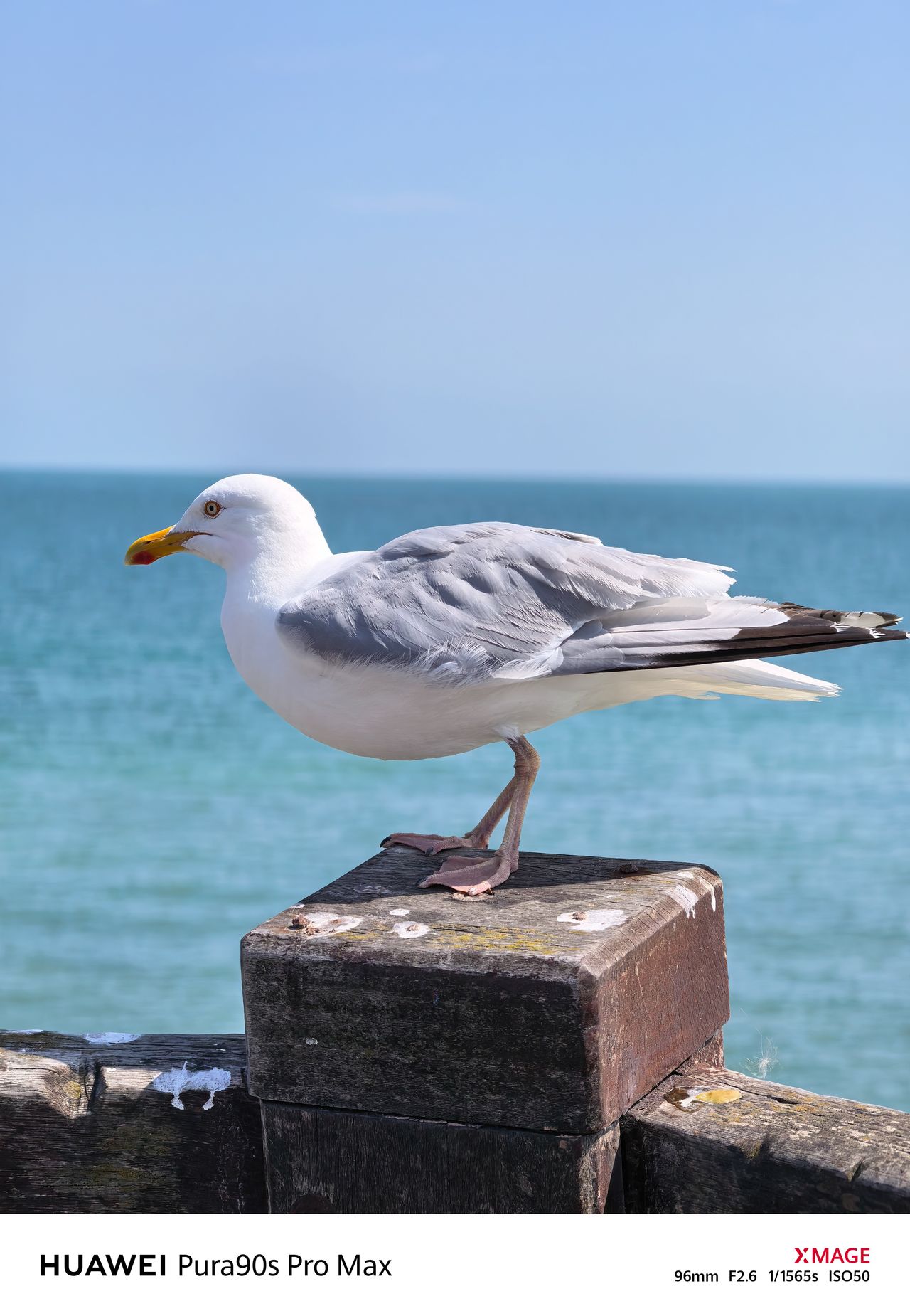 Seagull standing on a weathered wooden post with the blue sea softly blurred behind it.