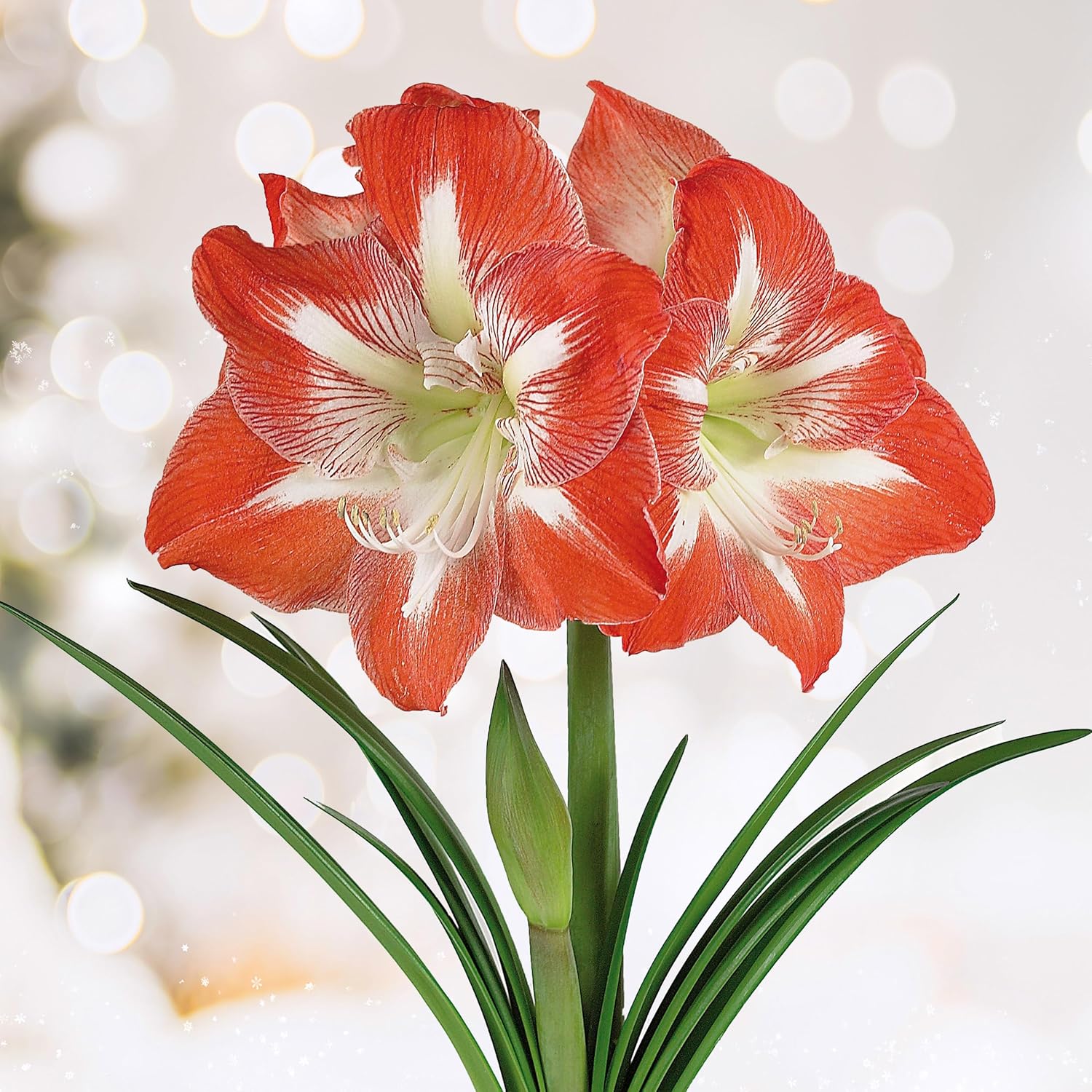 Garden State Bulb Minerva Amaryllis Flower Bulbs, 26/28cm, Holiday Blooms! (bag of 6)