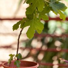 Potted fig tree