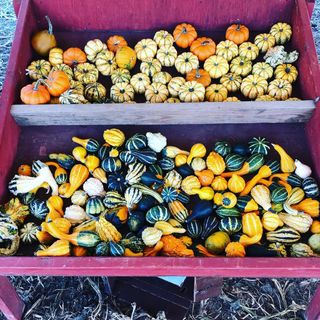 Lots of little pumpkins sitting in a basket