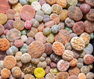 Lithops succulent growing in a mixture of colours