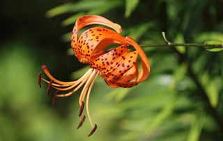 Lance-leaf tiger lily, Tiger lily (Lilium lancifolium, Lilium tigridum), flower