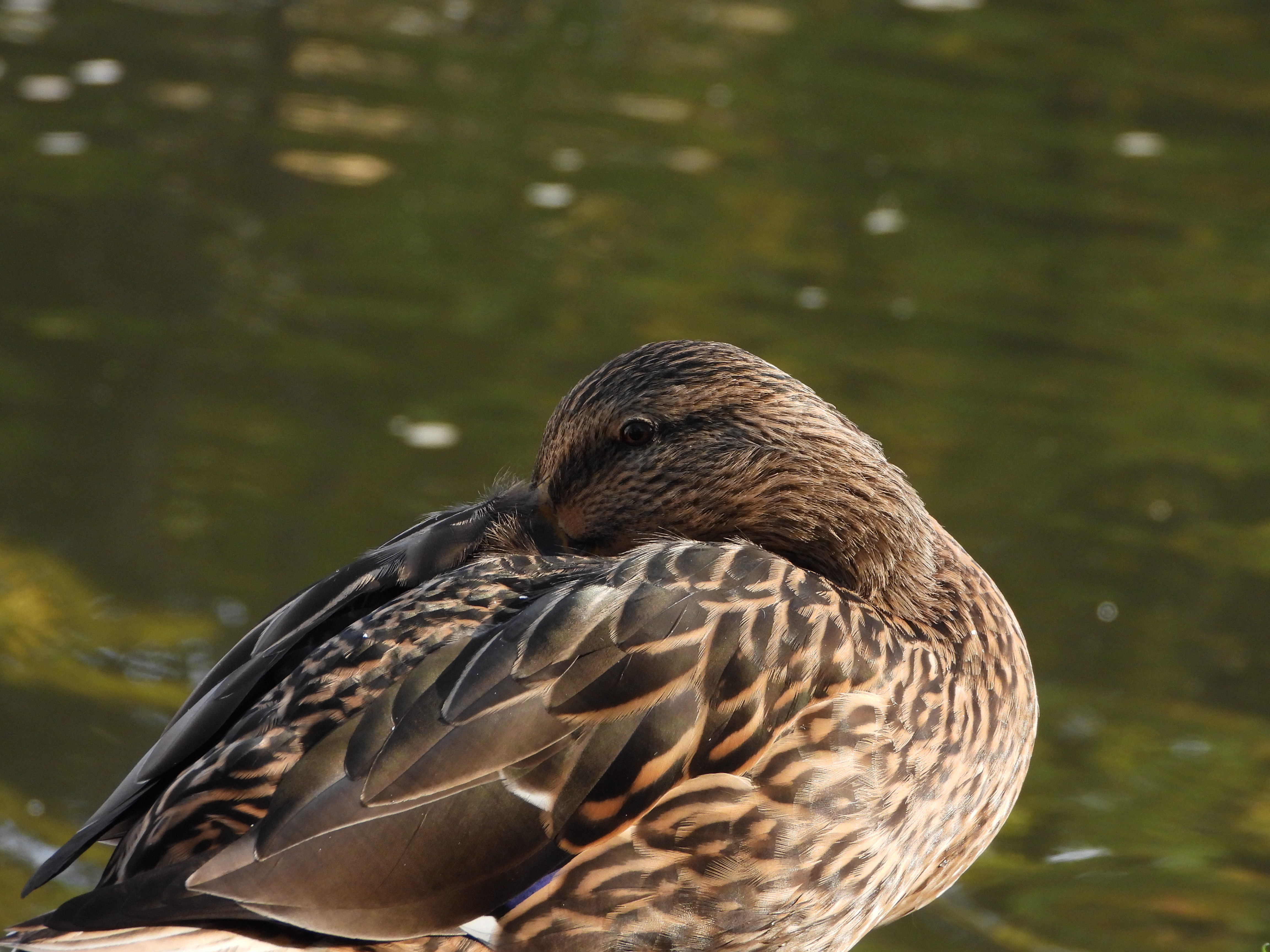A photo taken on a Nikon Coolpix P1100 digital camera