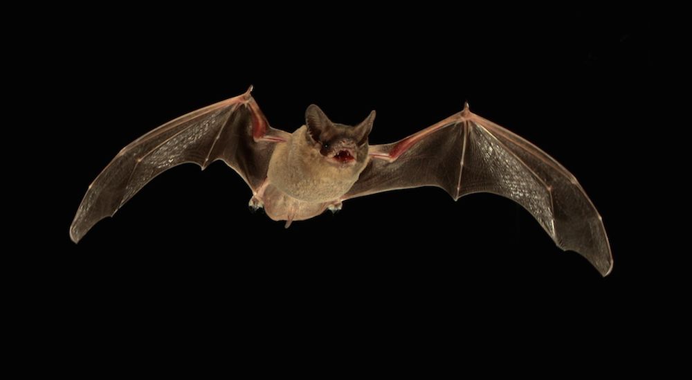 Mexican free-tailed bat