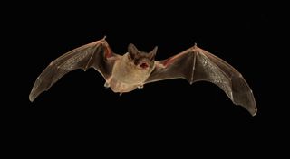 Mexican free-tailed bat