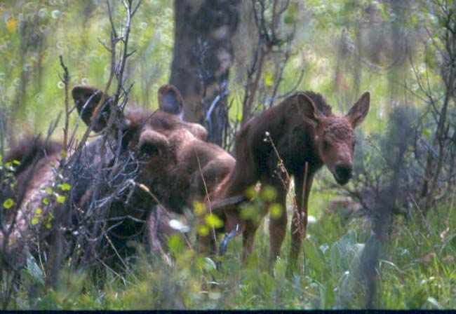 canada moose predators water animqls
