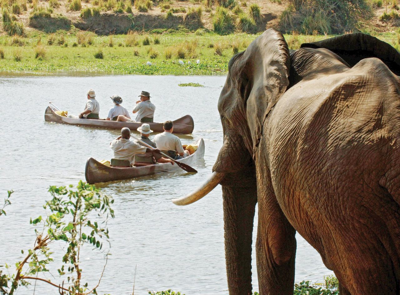 Paddling past elephants in a mokoro.