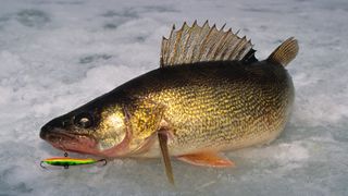 How to catch walleye