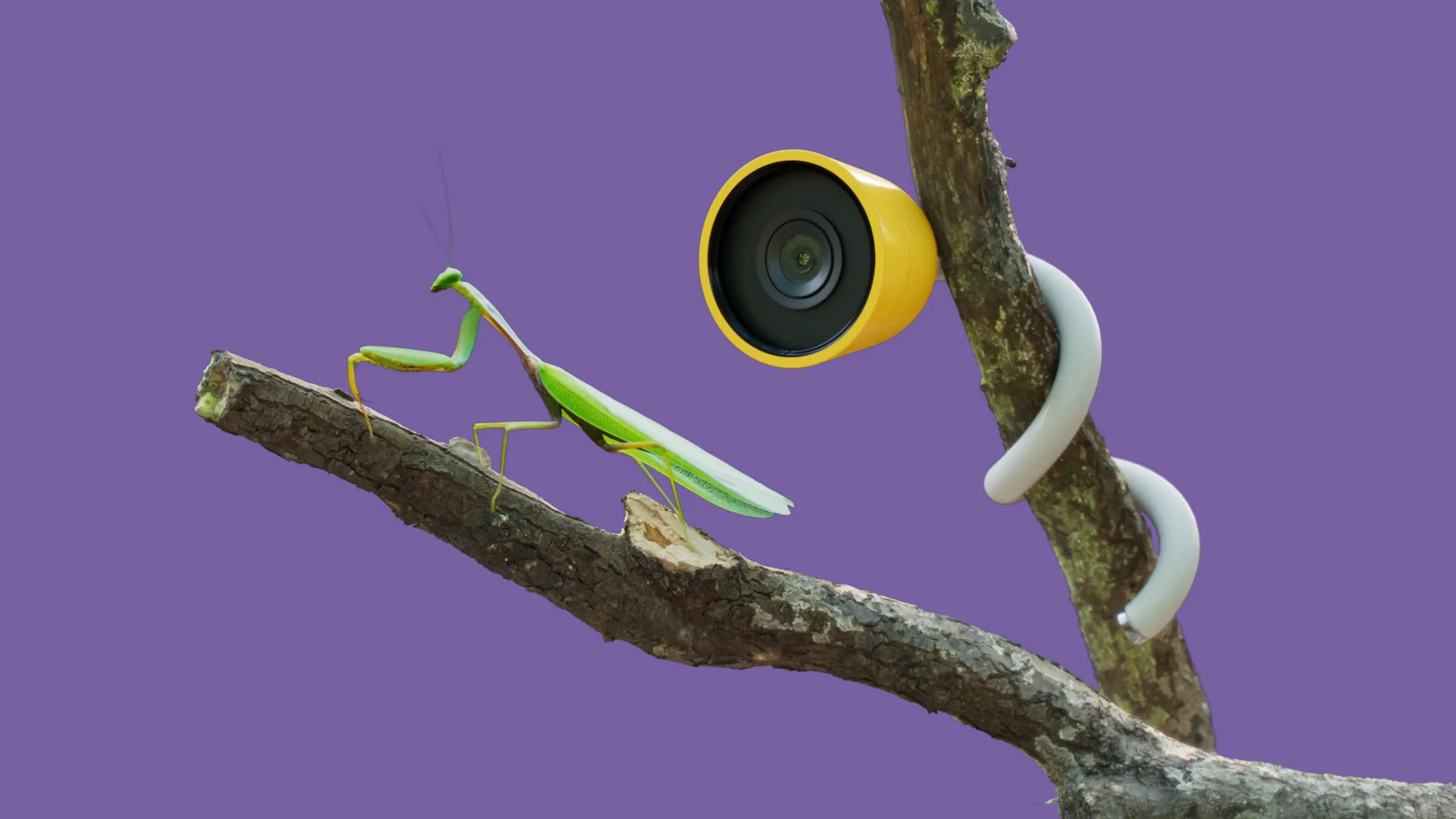 The Wonder Petal camera, wrapped around a tree branch, records a praying mantis