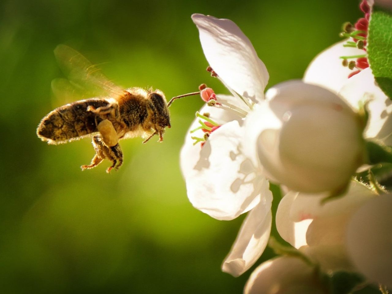 A Bee Pollinating A White Flower