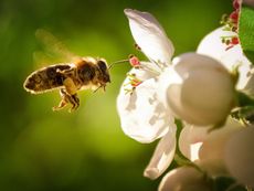 A Bee Pollinating A White Flower