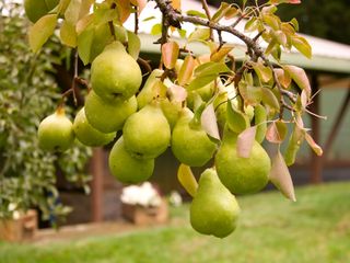 pear tree with fruit in garden
