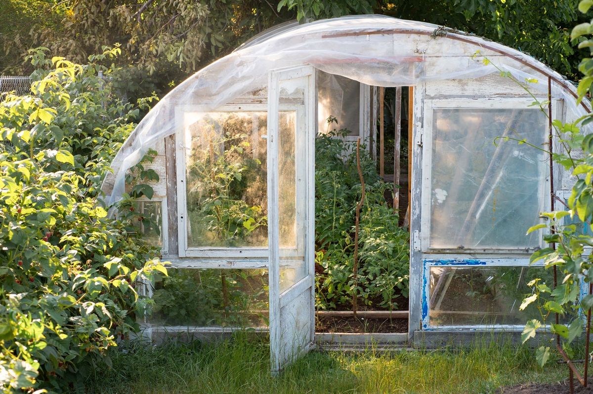 Tackling Greenhouse Growing Issues – How To Solve Common Greenhouse ...