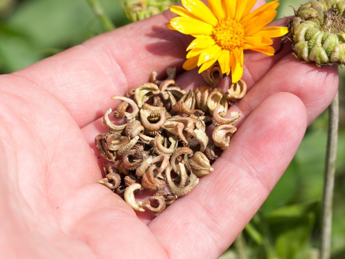 Planting Calendula Seeds: Learn About Collecting And Sowing Calendula Seeds  | Gardening Know How