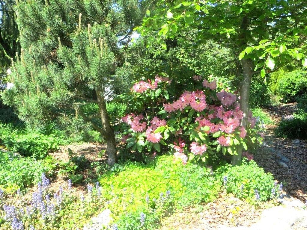 Garden Full Of Trees And Plants