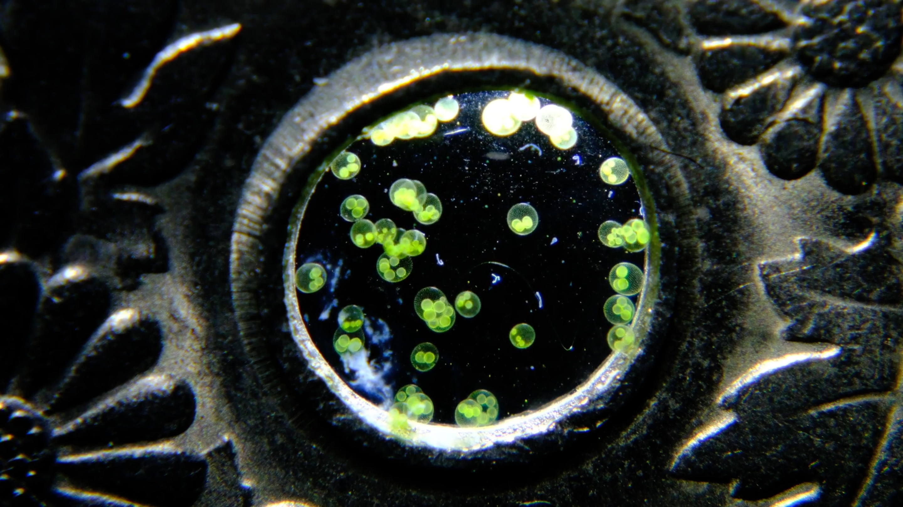Nikon Small World in Motion 2025