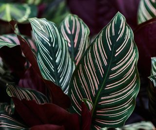 Dark green calathea leaves with pink stripes