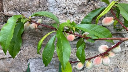 peaches growing on an espaliered tree