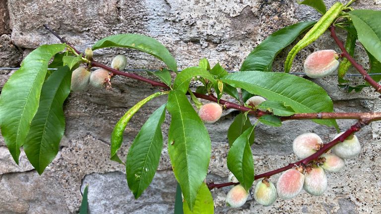 peaches growing on an espaliered tree