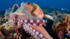 A common octopus (Octopus vulgaris) in the Mediterranean Sea.
