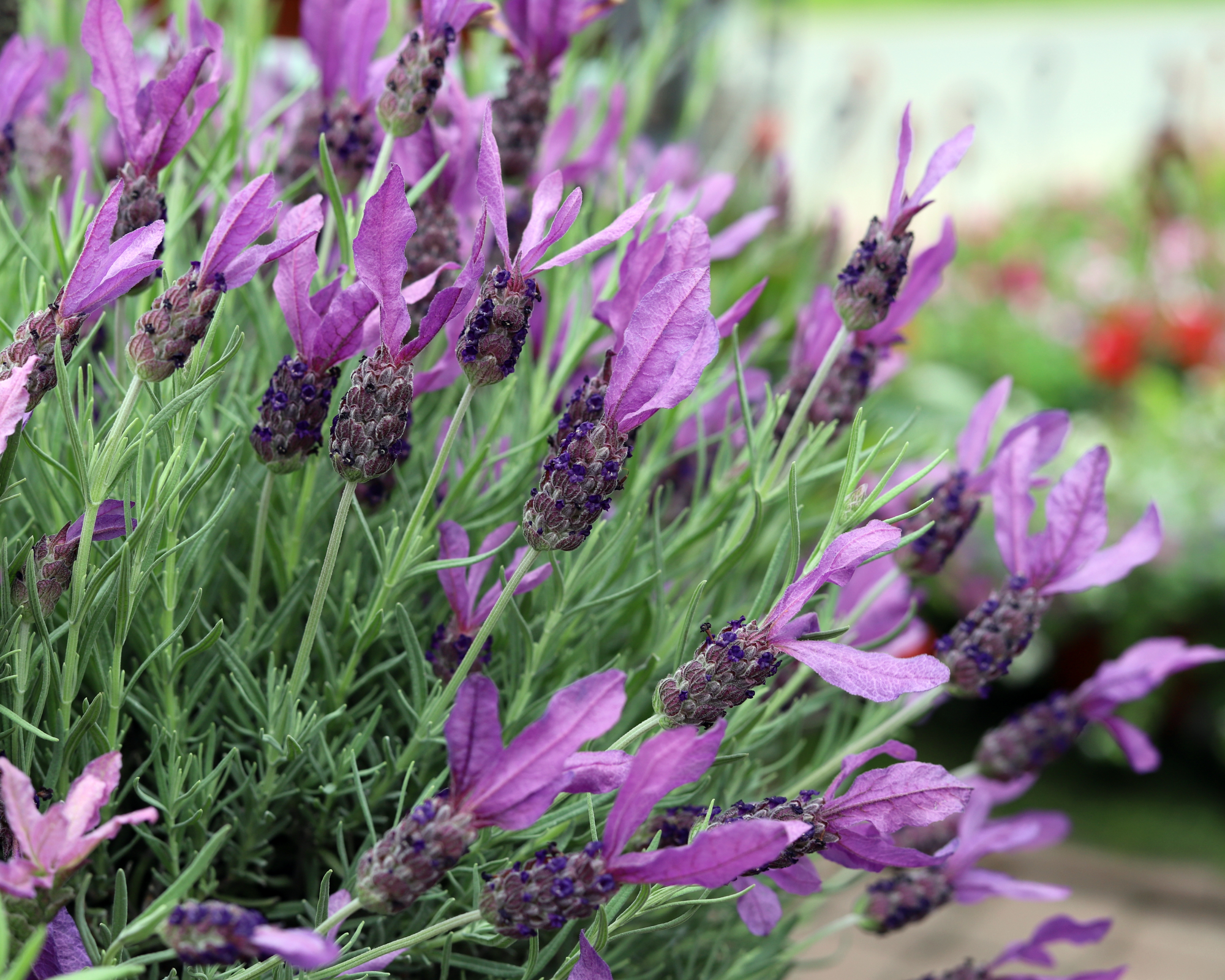 Purple lavender 'Anouk' growing in a planter on a garden patio