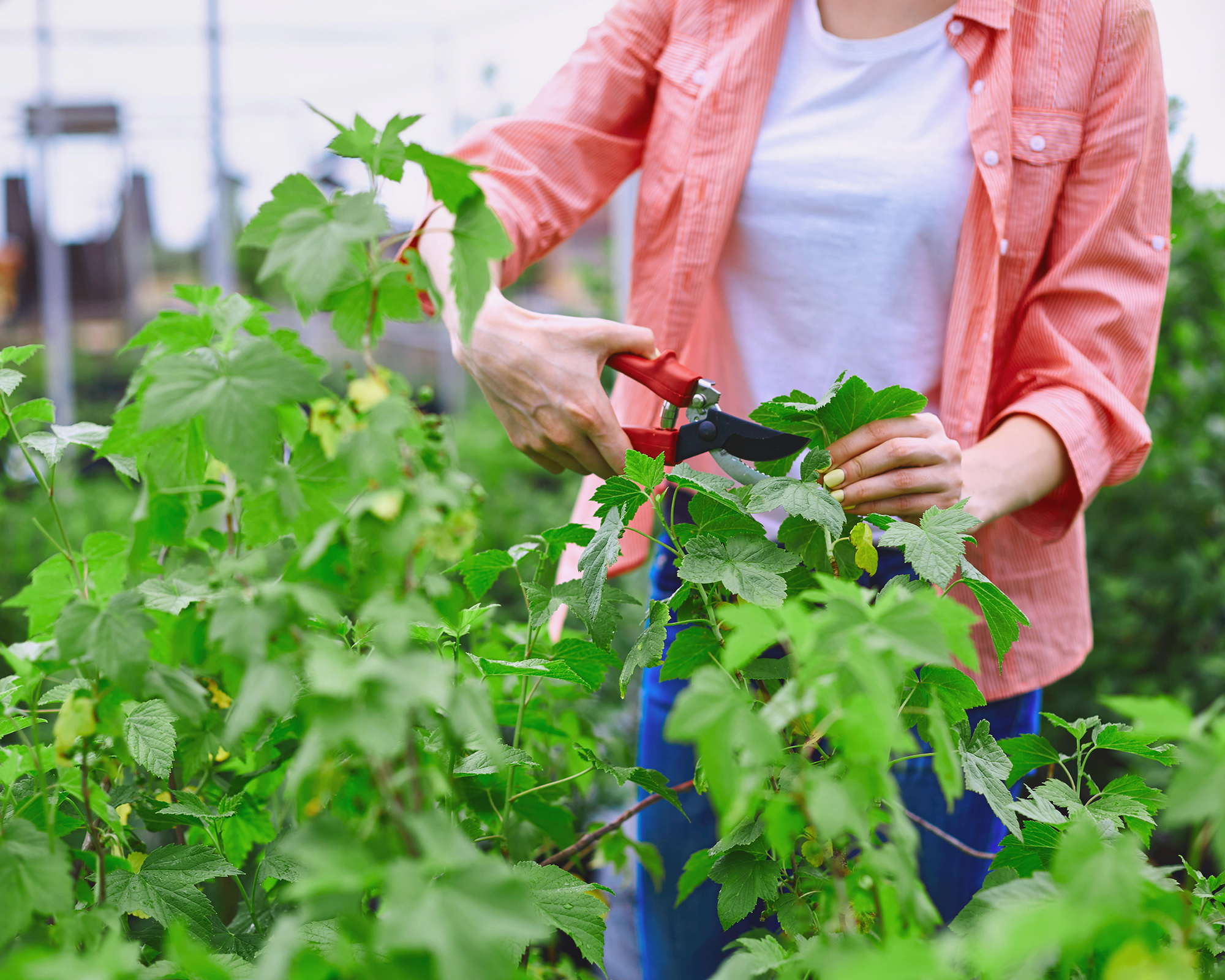 Can You Prune Blackcurrant Bushes In Summer