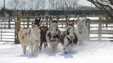 The-Donkey-Sanctuary-vii.jpg