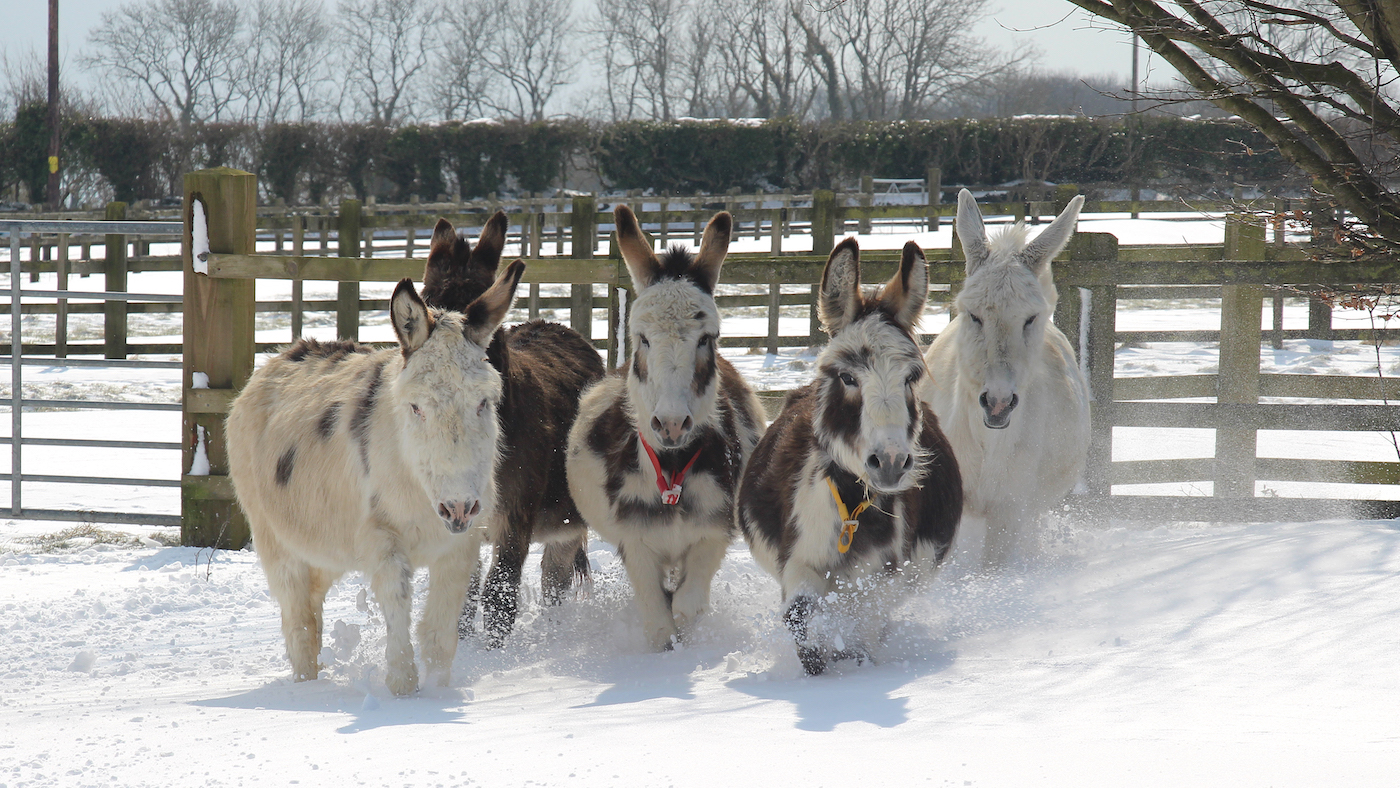The-Donkey-Sanctuary-vii.jpg