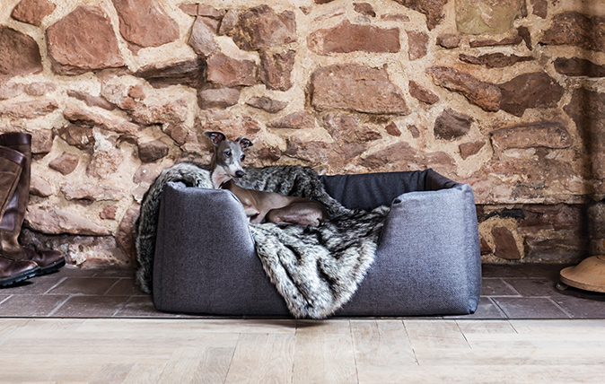 stylish dog beds