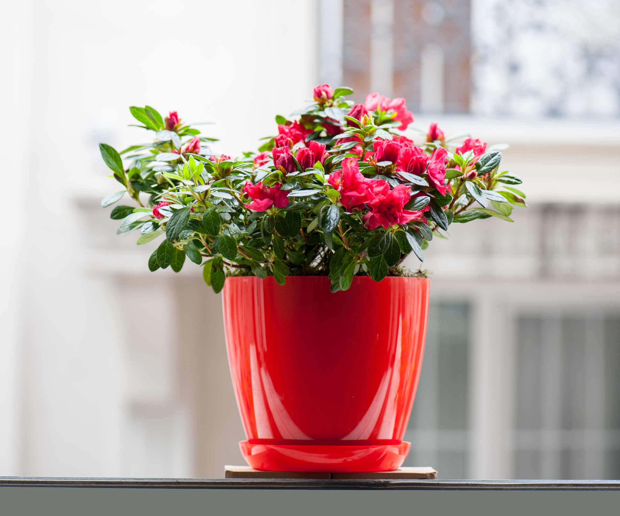 Bright azalea in red pot on windowsill