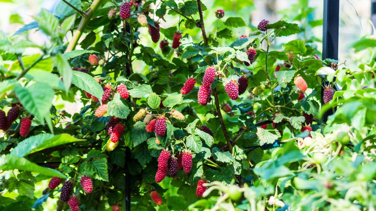 A growing vine that is covered in ripening loganberries