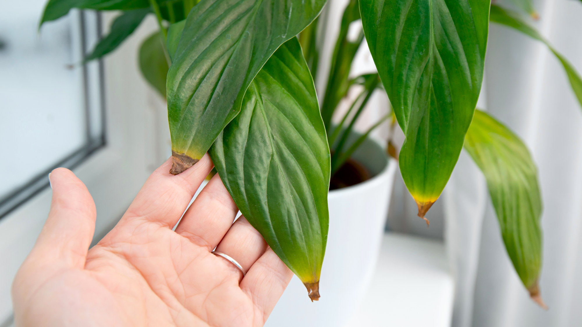 Hand holding peace lily leaves with visible brown, dried tips, highlighting a common sign of watering or fertilizer stress.