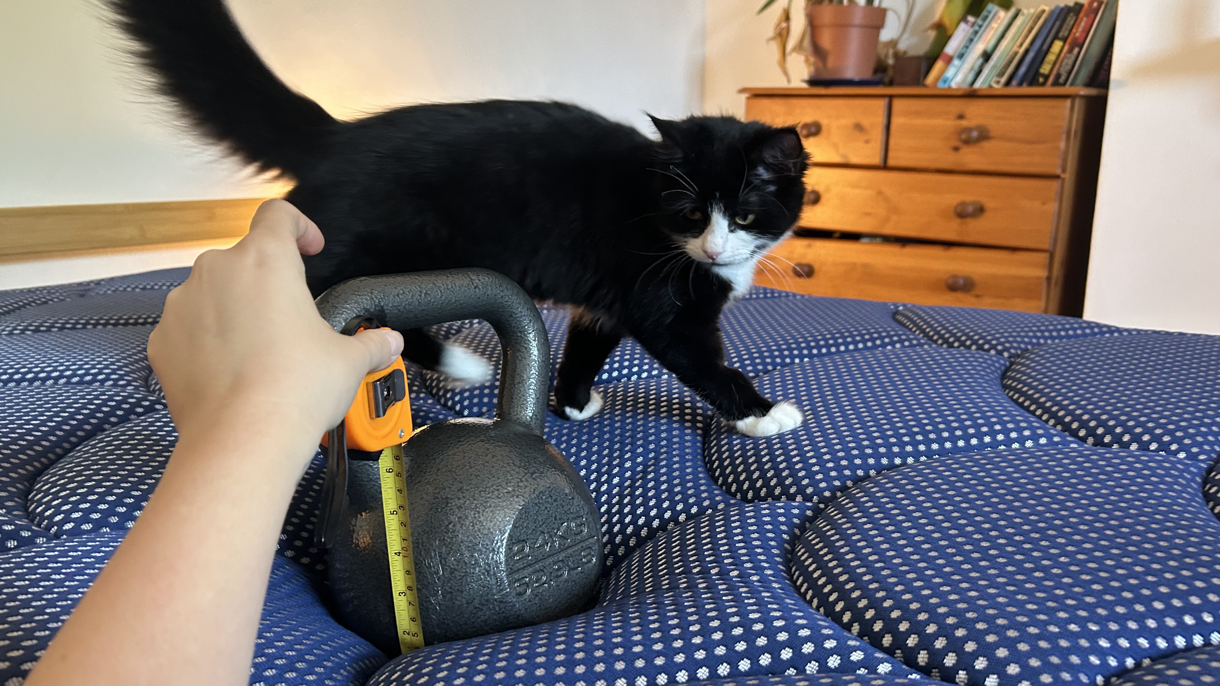 Assessing the comfort and support of the DreamCloud Luxe Memory Foam mattress by measuring how far a weight sinks in the middle of the bed while observed by a cat.