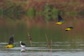 Every spring Orange-bellied Parrots fly from the mainland to the south coast of Tasmania, and return the following autumn.