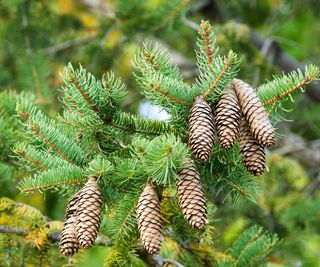 evergreen Norway pine tree with pine cones