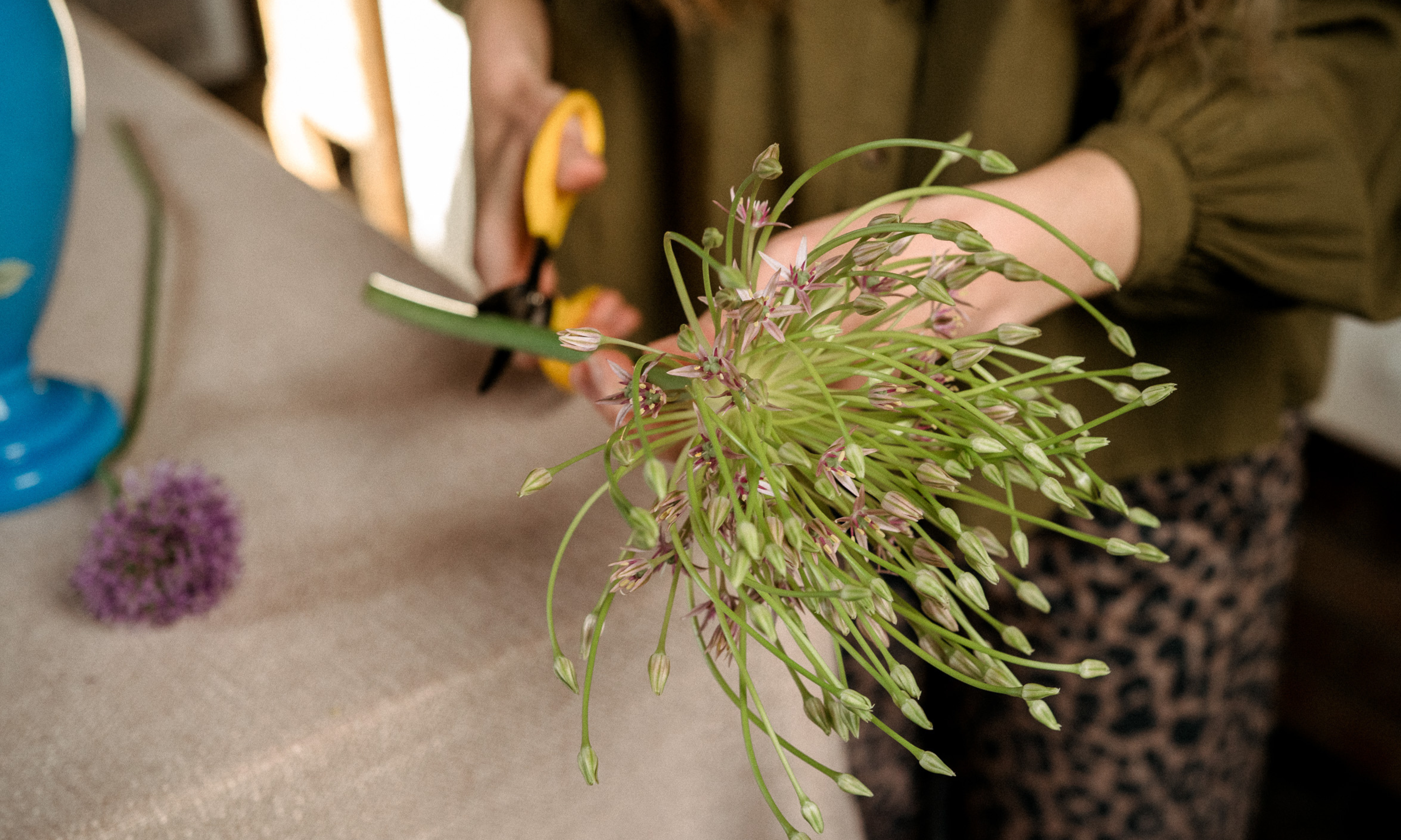Hands holding a large allium cutting the end of the stem over a table