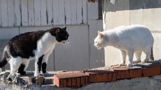 A black and white cat and a white cat meeting outside on a wall.