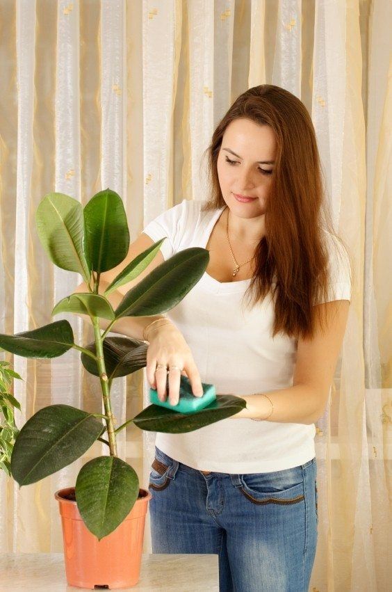 Woman Cleaning House Plant Leaves