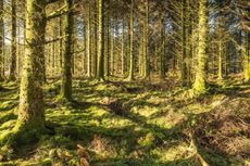 Bellever Forest, Dartmoor National Park, Devon.