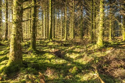 Bellever Forest, Dartmoor National Park, Devon.