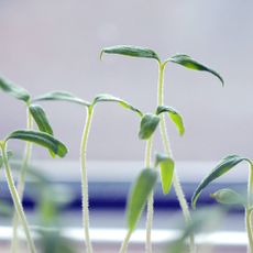 Leggy seedlings