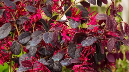 pink flowers and dark foliage of a loropetalum shrub in bloom in spring