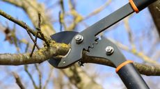 Pruning tree with a pair of anvil loppers