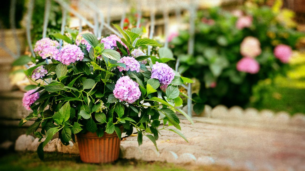 Pink hydrangeas in a pot outdoors with more hydrangeas planted in the ground in the background