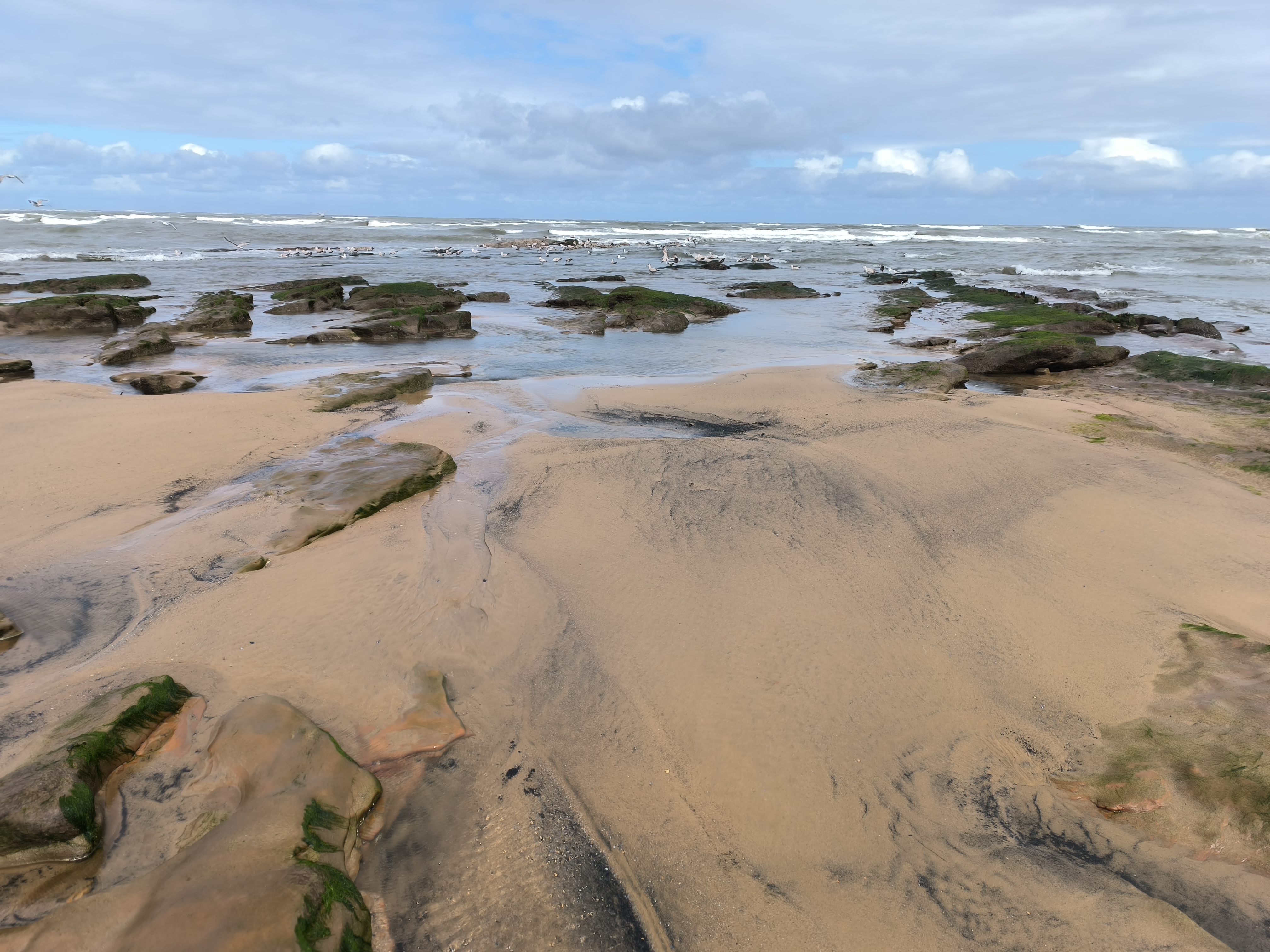 "Sandy beach scattered with flat, moss-covered rocks and shallow water streams leading to the sea, with waves crashing in the background and seabirds gathered near the shore."