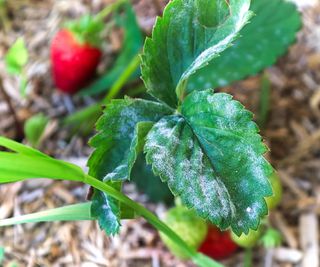 Powdery mildew on strawberry plant
