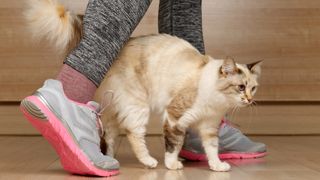 Cat weaving between woman's legs
