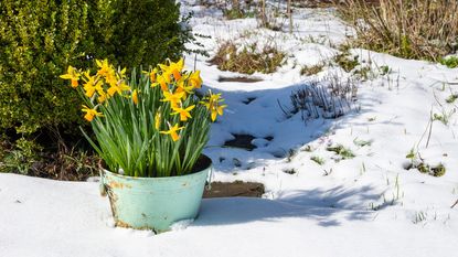 daffodils growing in a pot in the snow