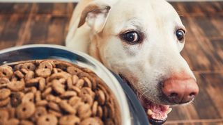 Is dry dog food best?